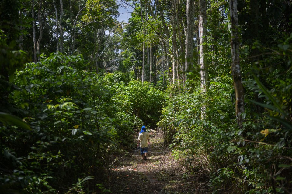 Kopi Koya Primadona Baru Kopi Nusantara