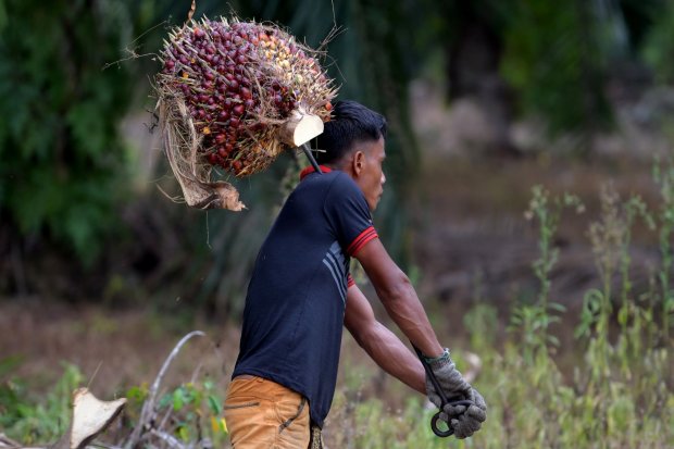 Seorang pekerja di perkebunan kelapa sawit membawa tandan buah sawit