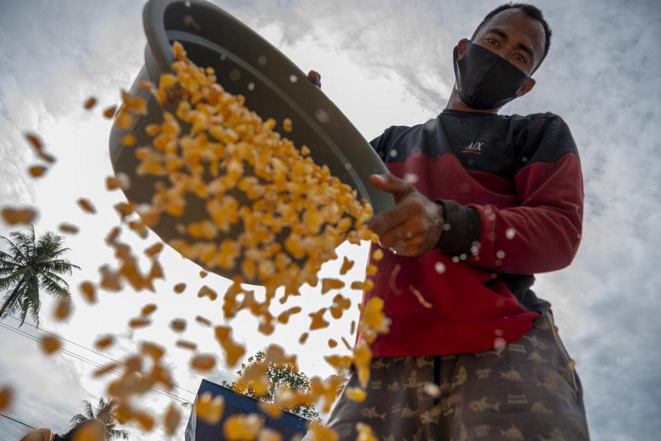 Pekerja mengeringkan jagung yang baru dipipil di Desa Balongga, Sigi, Sulawesi Tengah, Senin (6/9/2021). Kementerian Koordinator Bidang Perekonomian mencatat, realisasi Kredit Usaha Rakyat (KUR) secara nasional khusus untuk sektor pertanian jagung hingga 