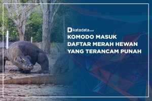 Komodo Masuk Daftar Merah Hewan yang Terancam Punah