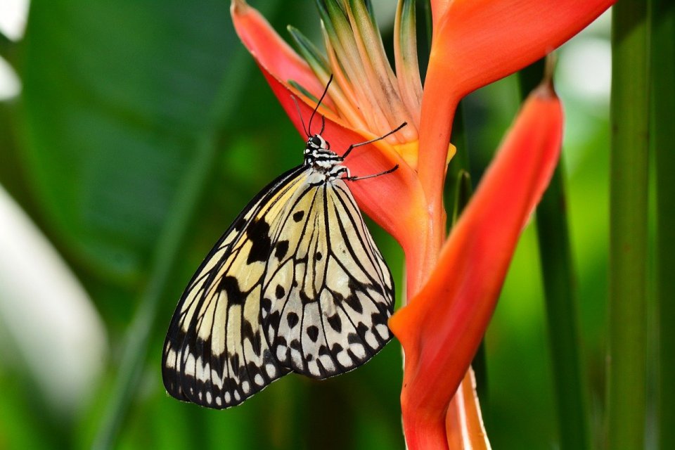 Ilustrasi simbiosis mutualisme antara kupu-kupu dengan bunga 
