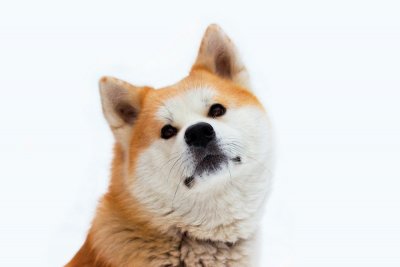 Arti Mimpi Digigit Anjing 9 Arti Mimpi Dikejar Anjing Dari Keberuntungan Hingga Kesialan Arti Mimpi Digigit Anjing 9 Arti Mimpi Dikejar Anjing Dari Keberuntungan Hingga Kesialan