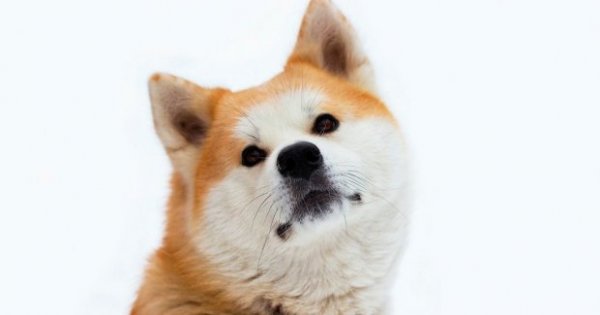 9 Arti Mimpi Dikejar Anjing Dari Keberuntungan Hingga Kesialan - Nasional  Katadata.co.id