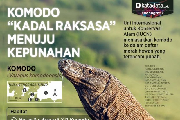 Infografik_Komodo kadal raksasa menuju kepunahan