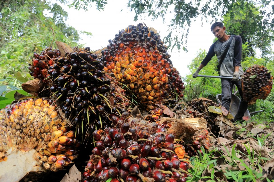 Pekerja mengangkut dan menata tandan buah segar kelapa sawit saat panen di Desa Jalin, Kecamatan Kota Jantho, Kabupaten Aceh Besar, Aceh, Senin (23/8/2021). 