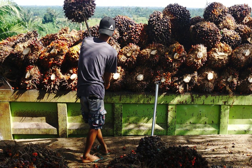 Pekerja membongkar muat Tandan Buah Segar (TBS) kelapa sawit ke atas truk di Mamuju Tengah , Sulawesi Barat, Rabu (11/08/2021). ANTARA FOTO/ Akbar Tado/wsj.