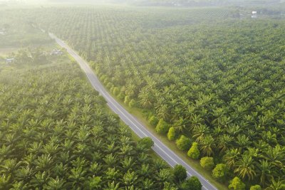 Ilustrasi lahan kelapa sawit, CPO