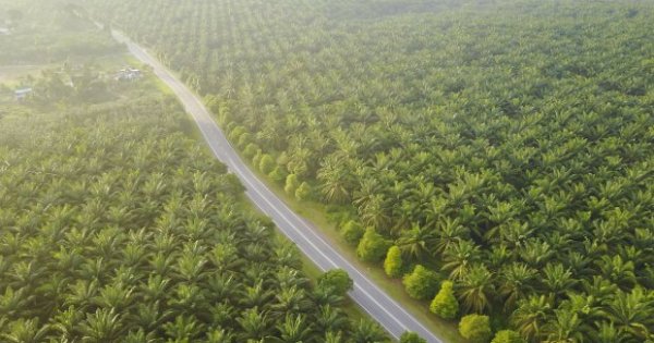 SGRO Sampoerna Agro Balik Kerugian jadi Laba Rp 802 Miliar di 2021 - Korporasi Katadata.co.id