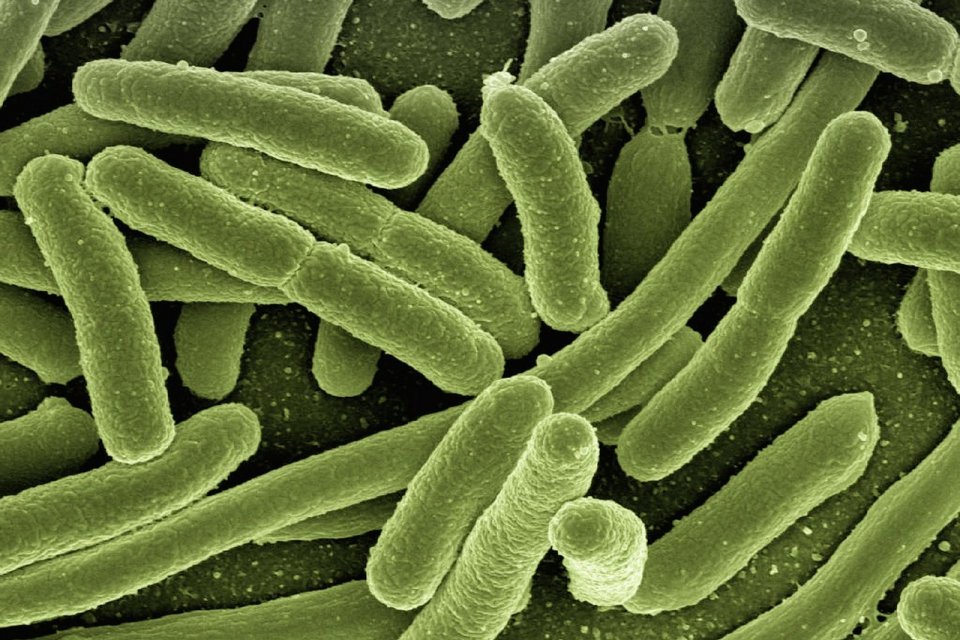 Ilustrasi Bakteri
