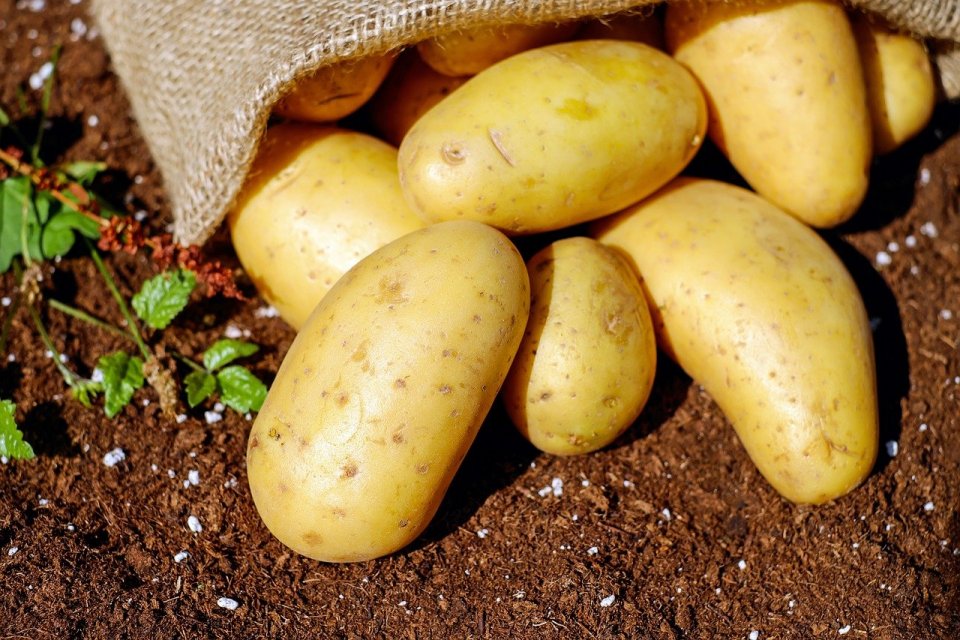 Manfaat kentang