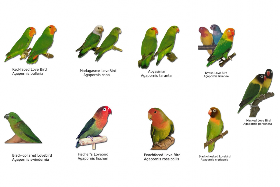 Ilustrasi sembilan jenis burung lovebird