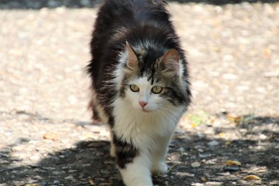 Mengenal 3 Jenis Kucing Anggora, Ciri Fisik, dan Cara Merawatnya 
