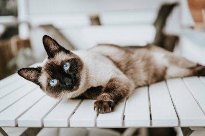 Ciri-ciri Kucing Siam serta Sejarah dan Perawatannya - Lifestyle 