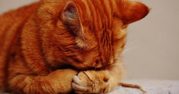 Kenapa kucing batuk seperti mau muntah