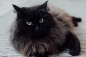 Kucing Anggora Persia