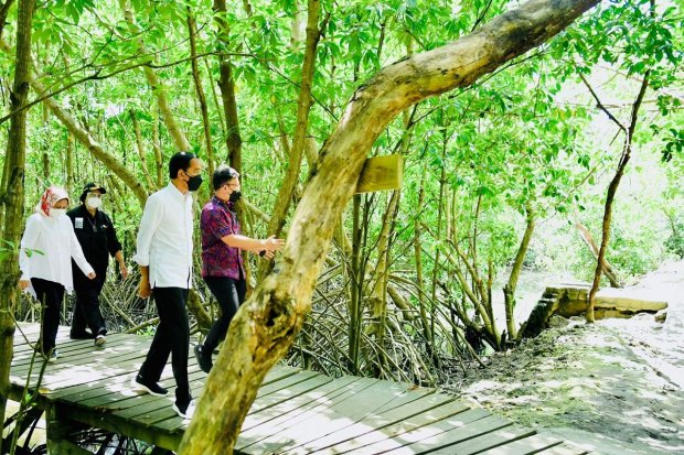  Presiden Joko Widodo saat meninjau hutan mangrove di Taman Hutan Raya Ngurah Rai, Bali, pada Jumat, 8 Oktober 202. Foto: Laily Rachev - Biro Pers Sek