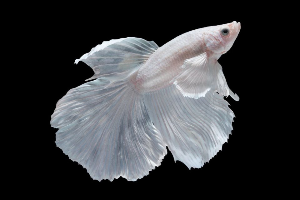 Ikan guppy platinum halfmoon