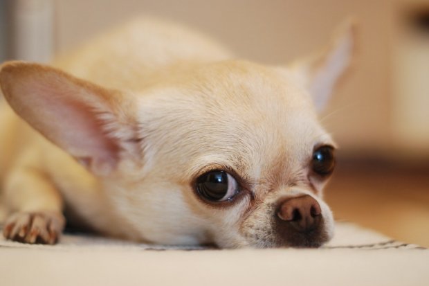 Cihuahua, salah satu jenis anjing bertubuh kecil.