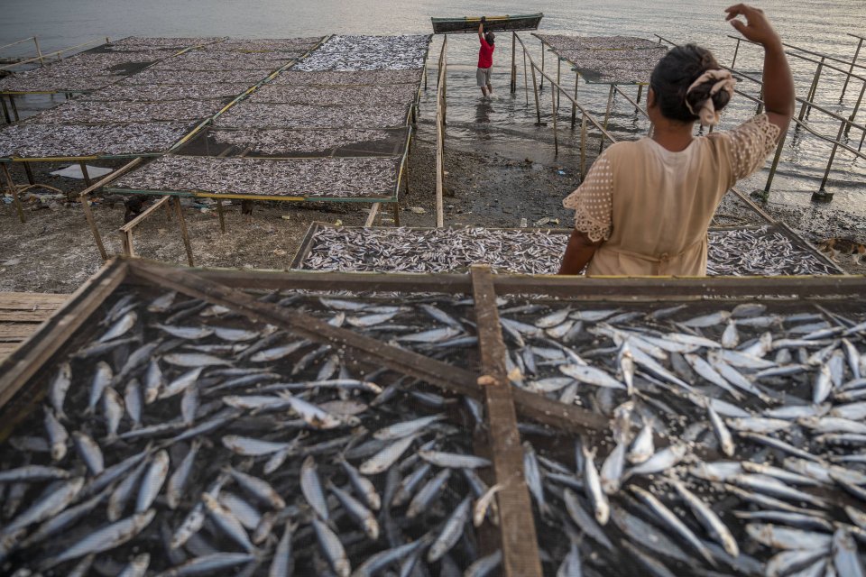 Pekerja mengumpulkan ikan-ikan yang telah dikeringkan di Pantai Mamboro, Teluk Palu, Sulawesi Tengah, Sabtu (16/10). Kementerian Kelautan dan Perikanan (KKP) menyebutkan, potensi perikanan tangkap nasional cukup besar dan menjadi terbesar di dunia dengan 