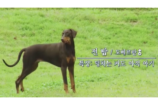 Anjing Jungkook BTS, Jeon Bam