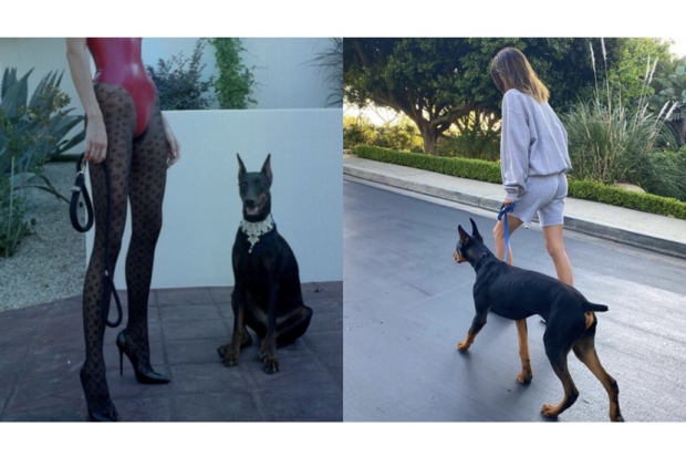 Kendall Jenned Doberman