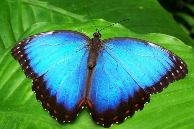 Penjelasan Metamorfosis Kupu-kupu dari Telur hingga Imago