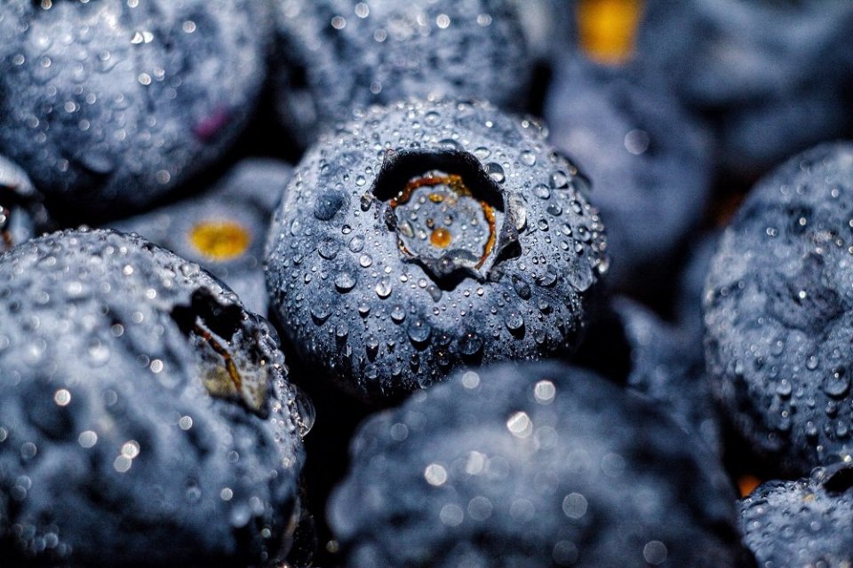 Ilustrasi manfaat buah blueberry bagi kesehatan