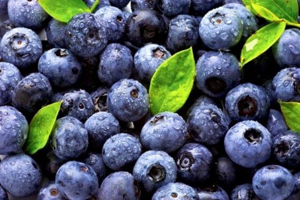 4 Efek Samping Buah Blueberry yang Perlu Diwaspadai - Lifestyle Katadata.co.id