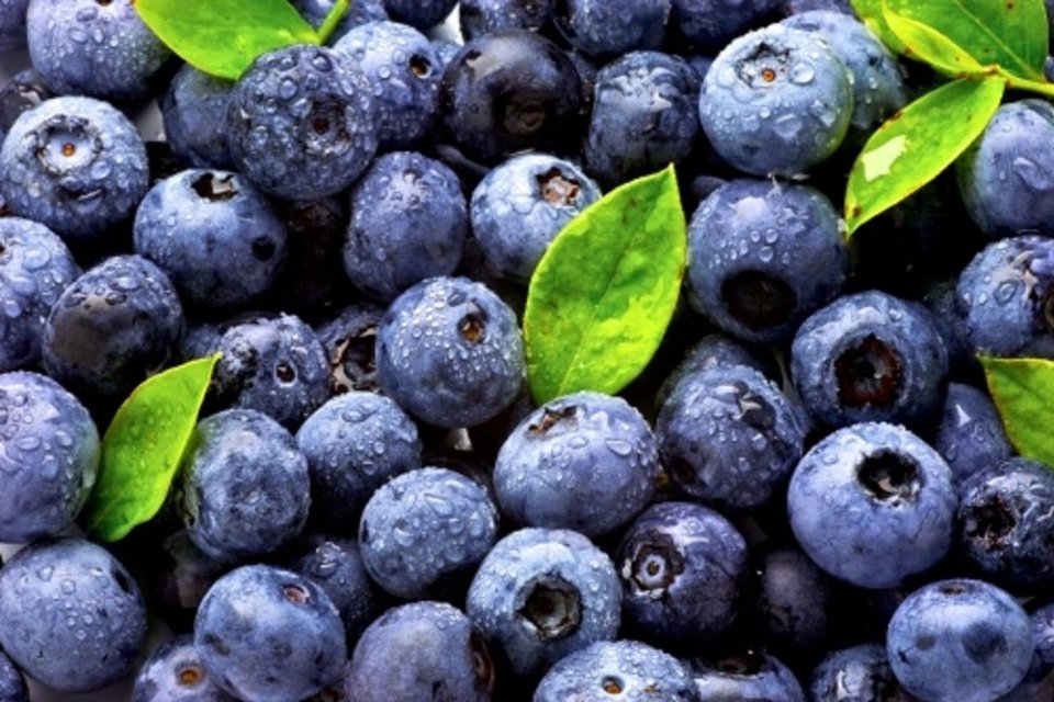 Ilustrasi Efek Samping Buah Blueberry yang Perlu Diwaspadai