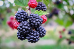 Ilustrasi buah manfaat buah blackberry untuk kesehatan