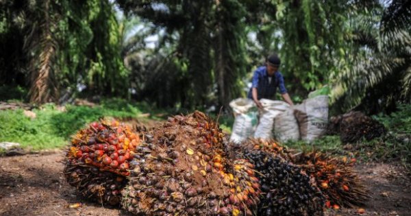 Ekspor Naik Moeldoko Sebut Uni Eropa Butuh Kelapa Sawit Indonesia Industri Katadata Co Id