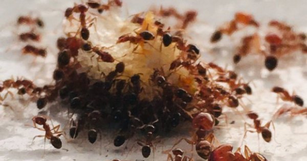 Cara menghilangkan semut di gula