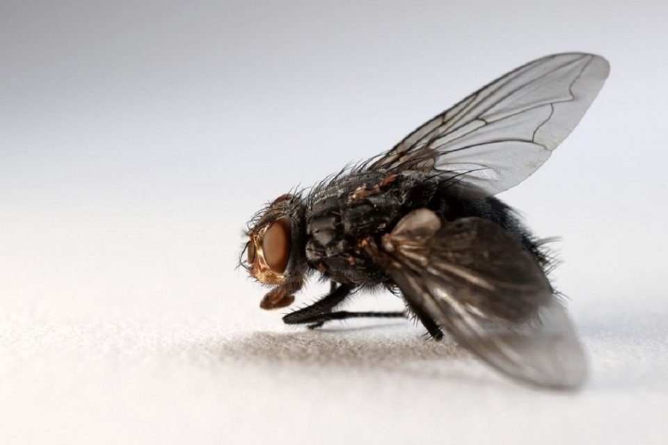 Ilustrasi cara mengusir lalat di siang hari 