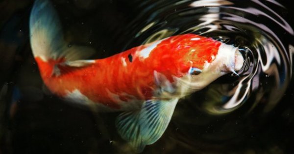 86+ Ikan Dokter Adalah Ikan Air Laut Asli Indonesia HD Terbaru
