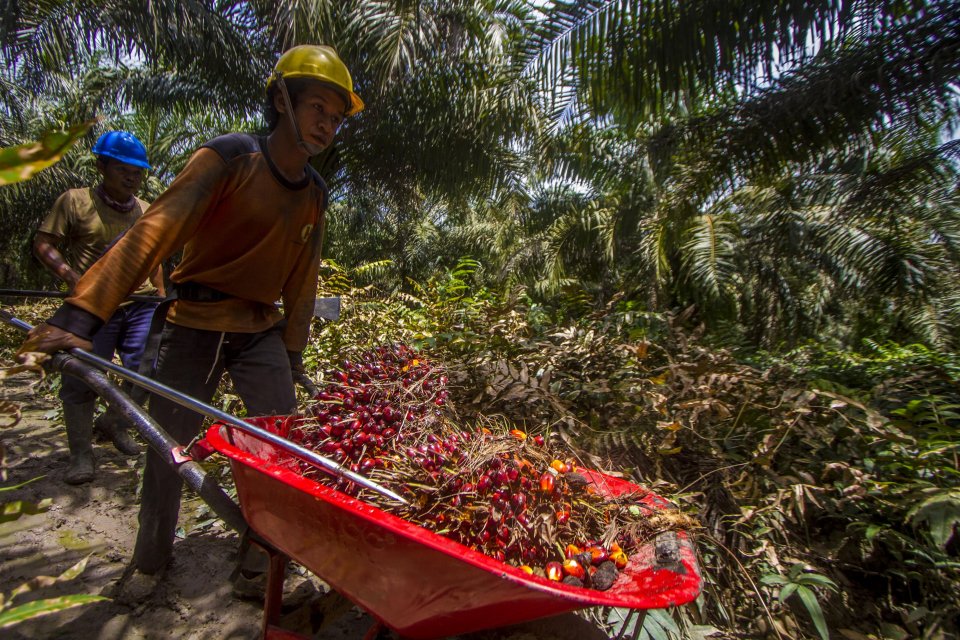 Pekerja memanen tandan buah segar kelapa sawit di kebun milik salah satu perusahaan kelapa sawit di Kecamatan Candi Laras Selatan, Kabupaten Tapin, Kalimantan Selatan, Kamis (11/11/2021).