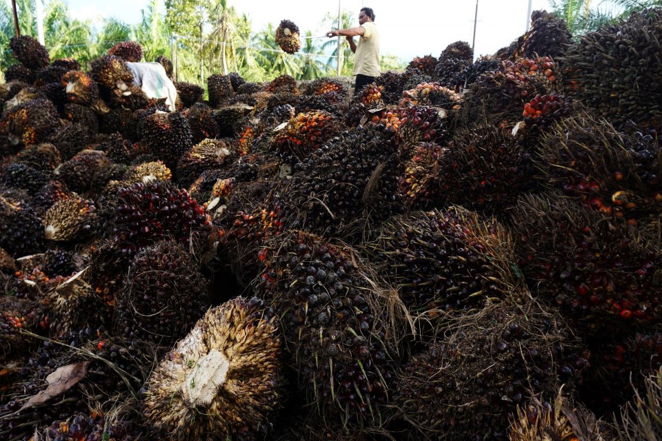 Pekerja mengumpulkan Tandan Buah Segar (TBS) kelapa sawit di Mamuju, Sulawesi Barat, Minggu (14/11/2021). Harga TBS kelapa sawit tingkat pengepul sejak dua bulan terakhir mengalami kenaikan dari Rp 2.180 per kilogram naik menjadi Rp 2.850 per kilogram dis