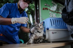 Vaksinasi Rabies Gratis Untuk Hewan Peliharaan