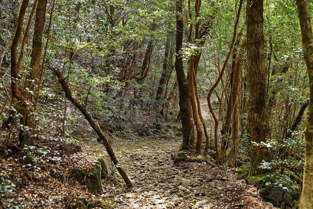 Gosalli Forest Trail