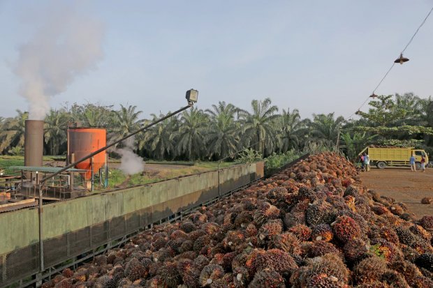 Foto Industri Kelapa Sawit di Riau