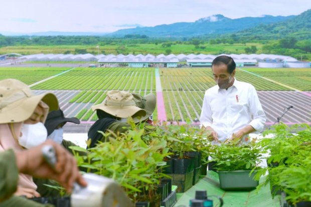 Presiden Jokowi meninjau Persemaian Modern Rumpin di Kecamatan Rumpin, Kabupaten Bogor, Jumat (19/11/2021). Kunjungan ini menunjukkan keseriusan pemerintah Indonesia dalam menangani dampak perubahan iklim.