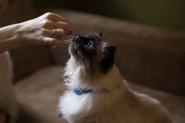 Cara mengatasi kucing tidak mau makan.