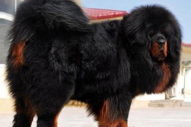 Tibetan Mastiff, termasuk jenis anjing langka.