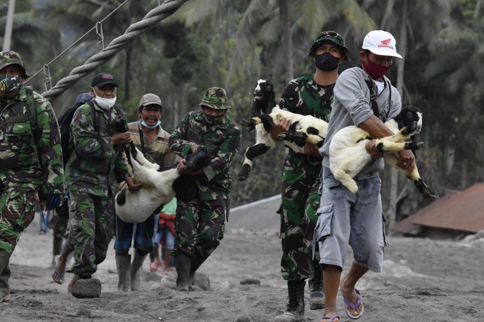 Prajurit TNI membantu warga mengevakuasi hewan ternak di Desa Sumber Wuluh, Lumajang, Jawa Timur, Senin (6/12/2021). Warga di wilayah tersebut mengevakuasi hewan ternak mereka ke tempat yang aman guna mengantisipasi erupsi susulan dari Gunung Semeru. ANTA