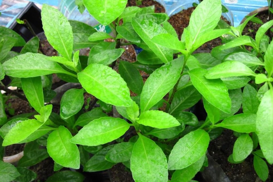 Daun tanaman yang mengandung klorofil untuk fotosintesis