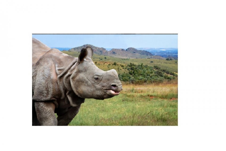 Badak Jawa, konservasi, satwa langka