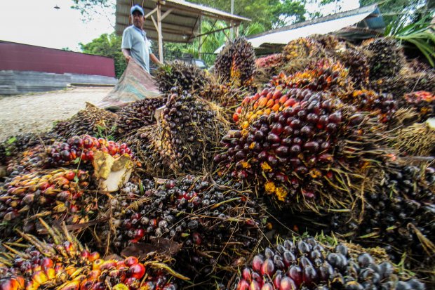 Pekerja melintas di depan tumpukan kelapa sawit di Desa Mulieng Manyang, Kecamatan Kuta Makmur, Aceh Utara, Aceh, Rabu (3/11/2021). Harga Tandan Buah Segar (TBS) kelapa sawit di Aceh dari Rp1.800 perkilogram naik menjadi Rp3000 perkilogram menyusul tinggi