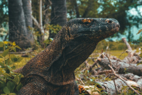 Komodo