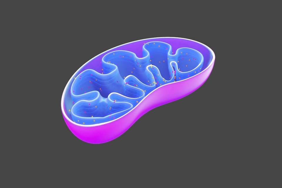 Mengenal Mitokondria Lengkap dari Ciri, Struktur, hingga Fungsinya - Nasional Katadata.co.id