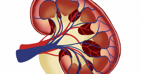 Berperan ekskresi hati organ dalam yang proses merupakan Mekanisme Sistem