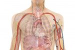 Gambar kerongkongan, tenggorokan, dan berbagai organ dalam lainnya yang ada di tubuh manusia
